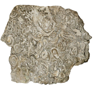 Brecciated Fossil Conglomerate Plate 1.597kg Rare Hand Cut Slab 180x200x40mm G1