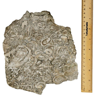Brecciated Fossil Conglomerate Plate 1.597kg Rare Hand Cut Slab 180x200x40mm G1