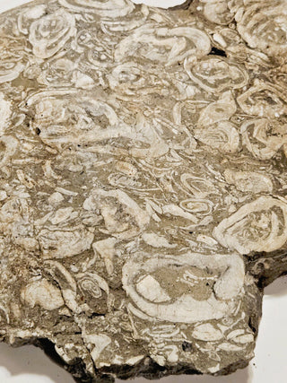 Brecciated Fossil Conglomerate Plate 1.597kg Rare Hand Cut Slab 180x200x40mm G1