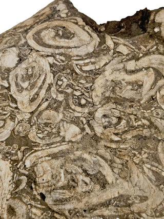 Brecciated Fossil Conglomerate Plate 1.597kg Rare Hand Cut Slab 180x200x40mm G1