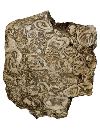Brecciated Fossil Conglomerate Plate 1.597kg Rare Hand Cut Slab 180x200x40mm G1