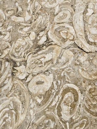 Brecciated Fossil Conglomerate Plate 1.597kg Rare Hand Cut Slab 180x200x40mm G1