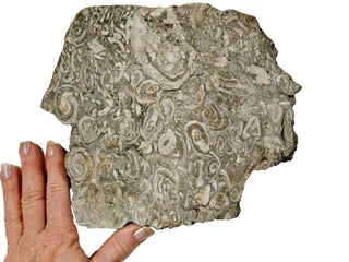 Brecciated Fossil Conglomerate Plate 1.597kg Rare Hand Cut Slab 180x200x40mm G1