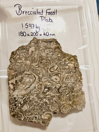 Brecciated Fossil Conglomerate Plate 1.597kg Rare Hand Cut Slab 180x200x40mm G1