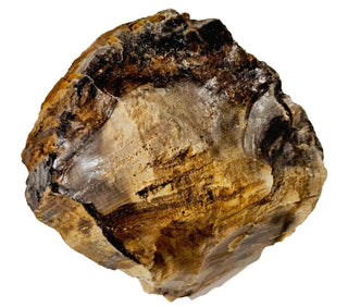 Petrified Opalised Wood Tree Trunk Genuine Gems Gemstone Rare Specimen 518gm G2