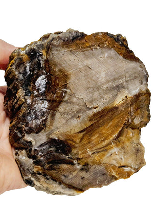 Petrified Opalised Wood Tree Trunk Genuine Gems Gemstone Rare Specimen 518gm G2