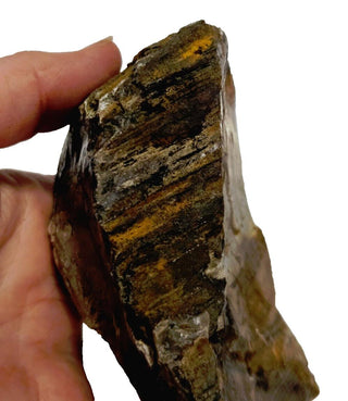 Petrified Opalised Wood Tree Trunk Genuine Gems Gemstone Rare Specimen 518gm G2