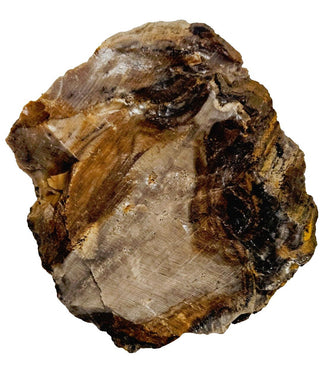 Petrified Opalised Wood Tree Trunk Genuine Gems Gemstone Rare Specimen 518gm G2