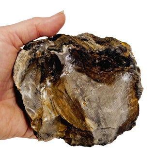 Petrified Opalised Wood Tree Trunk Genuine Gems Gemstone Rare Specimen 518gm G2