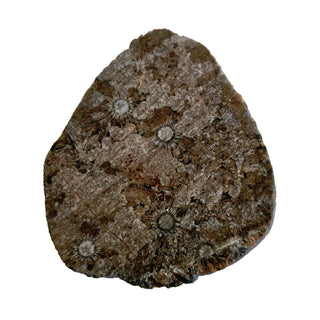 Fascinating Radiating Fossil Genuine Gems Gemstone orbicular granite G6