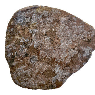 Fascinating Radiating Fossil Genuine Gems Gemstone orbicular granite G6