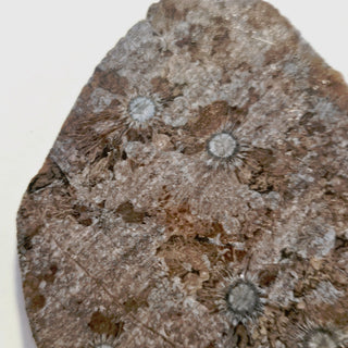 Fascinating Radiating Fossil Genuine Gems Gemstone orbicular granite G6