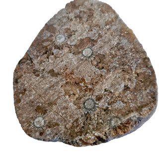 Fascinating Radiating Fossil Genuine Gems Gemstone orbicular granite G6