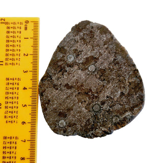 Fascinating Radiating Fossil Genuine Gems Gemstone orbicular granite G6
