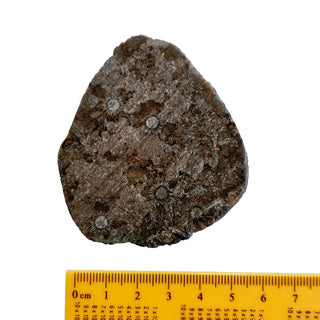 Fascinating Radiating Fossil Genuine Gems Gemstone orbicular granite G6