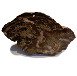 Petrified Wood Specimen From Branch 1.22kgs Intricate Genuine Gems Gemstone G6