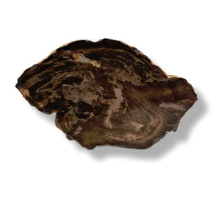 Petrified Wood Specimen From Branch 1.22kgs Intricate Genuine Gems Gemstone G6
