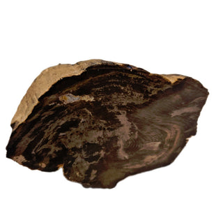 Petrified Wood Specimen From Branch 1.22kgs Intricate Genuine Gems Gemstone G6
