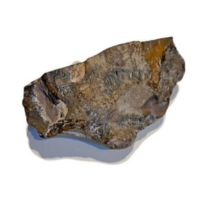Petrified Wood Specimen Chunk 896gms Intricate Genuine Gems Gemstone G6