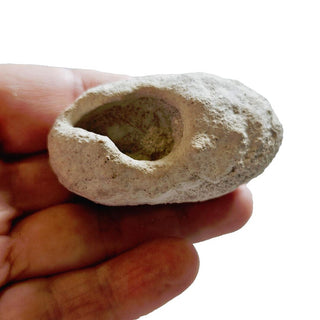 Leptopius Duponti Fossilised Weevil Cocoon 56gm Genuine Gemstone Fossil HoloceG5