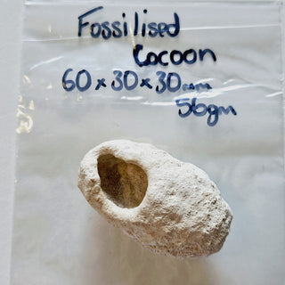 Leptopius Duponti Fossilised Weevil Cocoon 56gm Genuine Gemstone Fossil HoloceG5