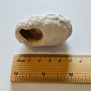 Leptopius Duponti Fossilised Weevil Cocoon 56gm Genuine Gemstone Fossil HoloceG5