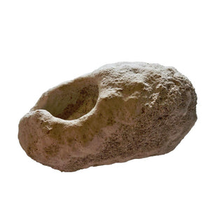 Leptopius Duponti Fossilised Weevil Cocoon 56gm Genuine Gemstone Fossil HoloceG5