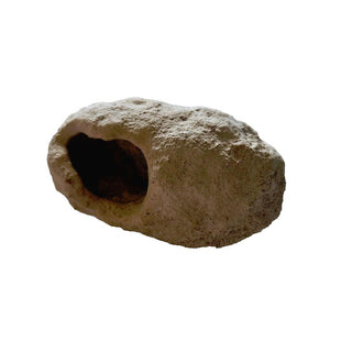 Leptopius Duponti Fossilised Weevil Cocoon 56gm Genuine Gemstone Fossil HoloceG5