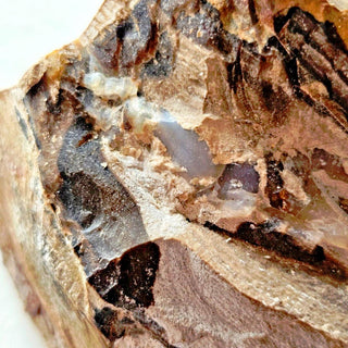 4 x Opalised Petrified Wood Tree Chacedony 516g Genuine Gems Gemstone G3