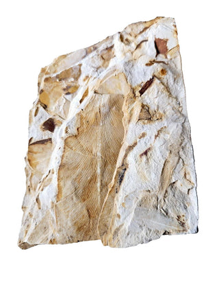 Authentic Australian Leaf Fossil Layers 382gm Natural Specimen Mesozoic Era G1
