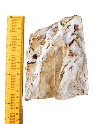 Authentic Australian Leaf Fossil Layers 382gm Natural Specimen Mesozoic Era G1