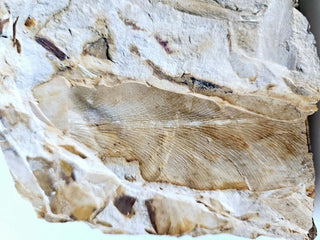 Authentic Australian Leaf Fossil Layers 382gm Natural Specimen Mesozoic Era G1