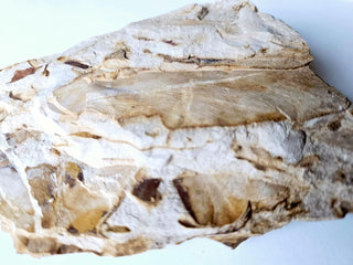 Authentic Australian Leaf Fossil Layers 382gm Natural Specimen Mesozoic Era G1