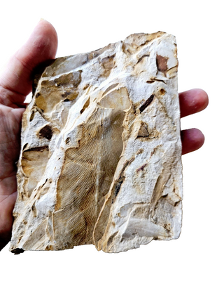 Authentic Australian Leaf Fossil Layers 382gm Natural Specimen Mesozoic Era G1