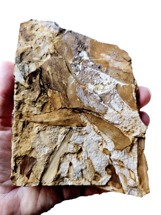 Authentic Australian Leaf Fossil Layers 382gm Natural Specimen Mesozoic Era G1