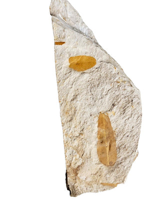Authentic Australian Leaf Fossil Layers 269gm Natural Specimen Mesozoic Era G1