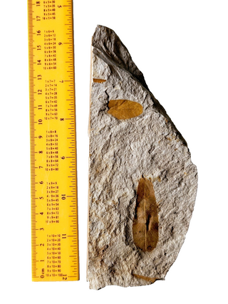 Authentic Australian Leaf Fossil Layers 269gm Natural Specimen Mesozoic Era G1