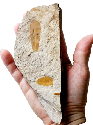 Authentic Australian Leaf Fossil Layers 269gm Natural Specimen Mesozoic Era G1