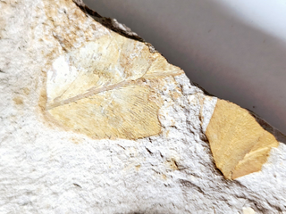 Authentic Australian Leaf Fossil Layers 269gm Natural Specimen Mesozoic Era G1