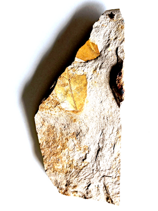 Authentic Australian Leaf Fossil Layers 269gm Natural Specimen Mesozoic Era G1