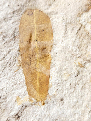 Authentic Australian Leaf Fossil Layers 269gm Natural Specimen Mesozoic Era G1