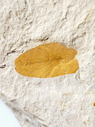 Authentic Australian Leaf Fossil Layers 269gm Natural Specimen Mesozoic Era G1