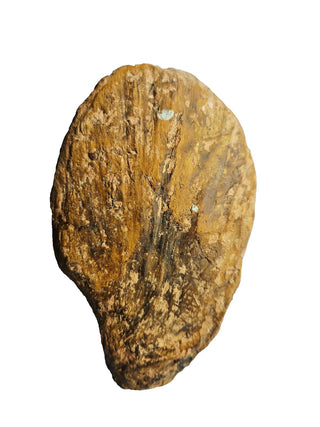 Amazing Fossilized Palm Frond – Natural Specimen – 860gm Gemstone Gem G3