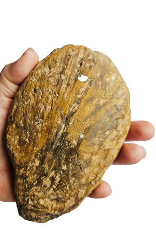 Amazing Fossilized Palm Frond – Natural Specimen – 860gm Gemstone Gem G3