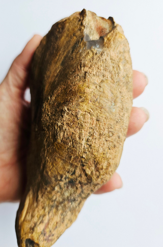 Amazing Fossilized Palm Frond – Natural Specimen – 860gm Gemstone Gem G3