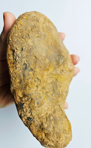 Amazing Fossilized Palm Frond – Natural Specimen – 860gm Gemstone Gem G3