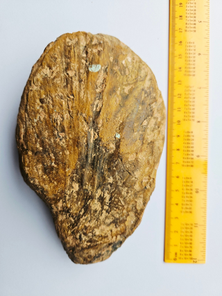 Amazing Fossilized Palm Frond – Natural Specimen – 860gm Gemstone Gem G3