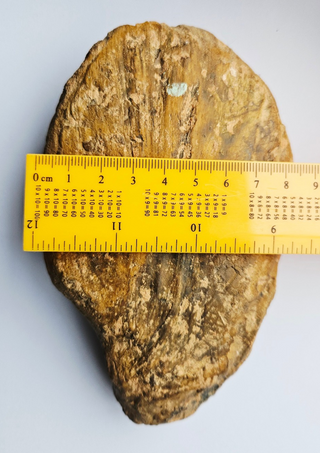 Amazing Fossilized Palm Frond – Natural Specimen – 860gm Gemstone Gem G3