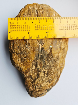 Amazing Fossilized Palm Frond – Natural Specimen – 860gm Gemstone Gem G3
