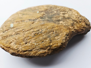 Amazing Fossilized Palm Frond – Natural Specimen – 860gm Gemstone Gem G3